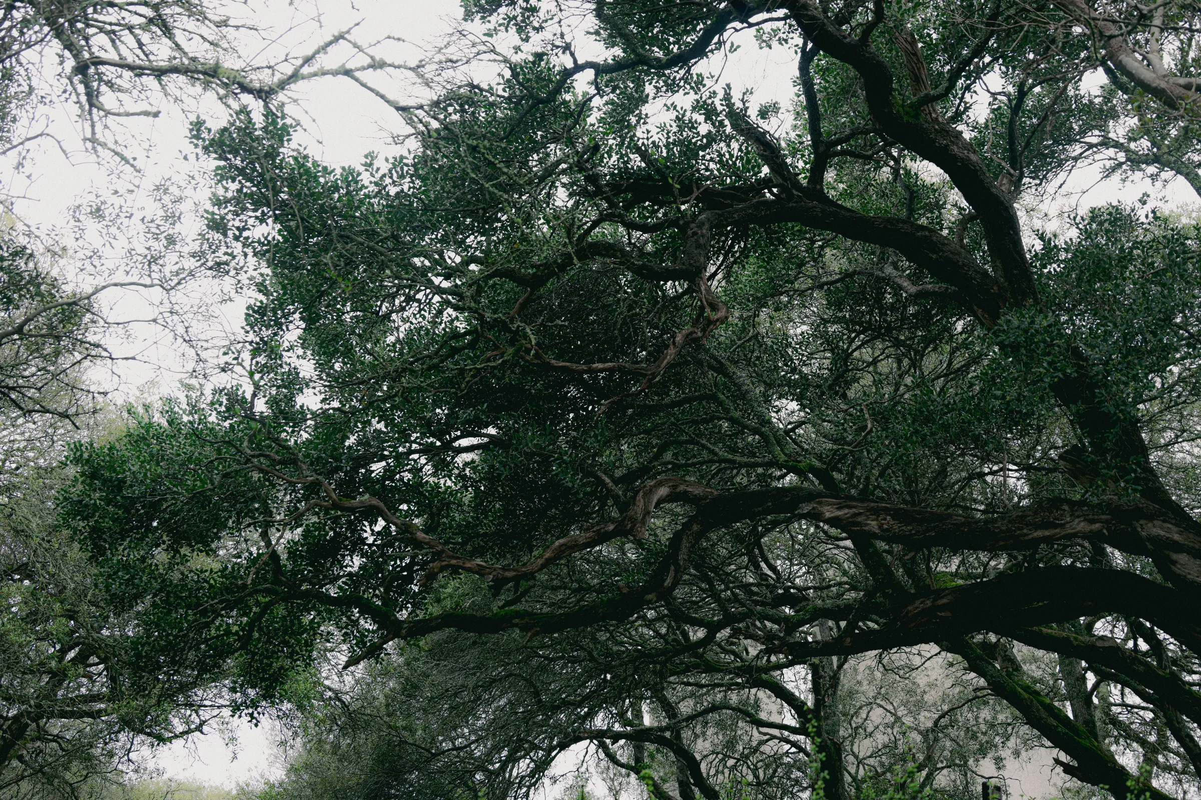 Descanso Gardens