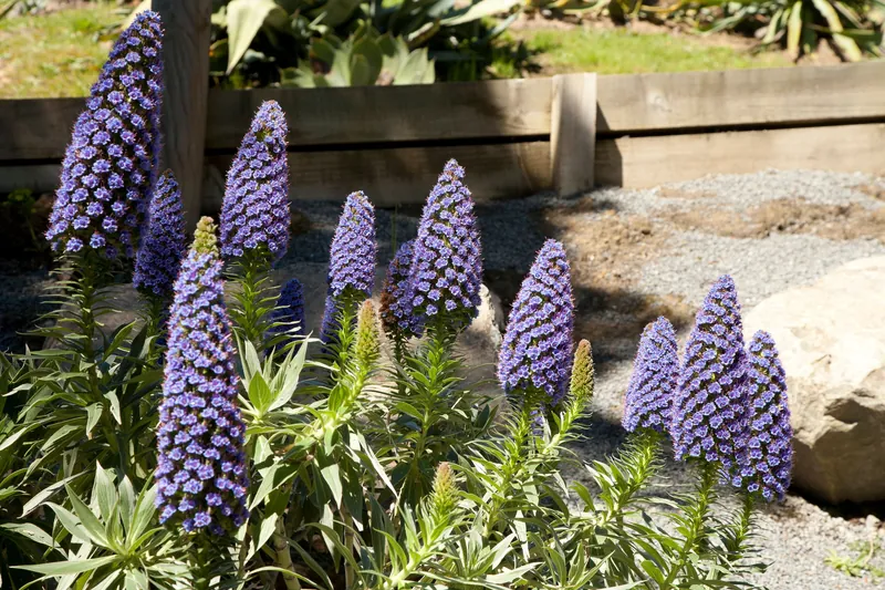 Disney's Near Miss with Descanso Gardens