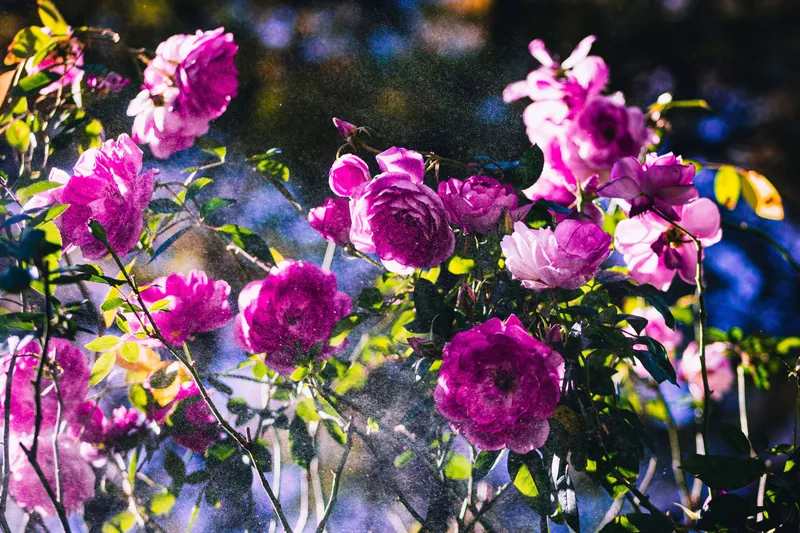 Rose Garden
