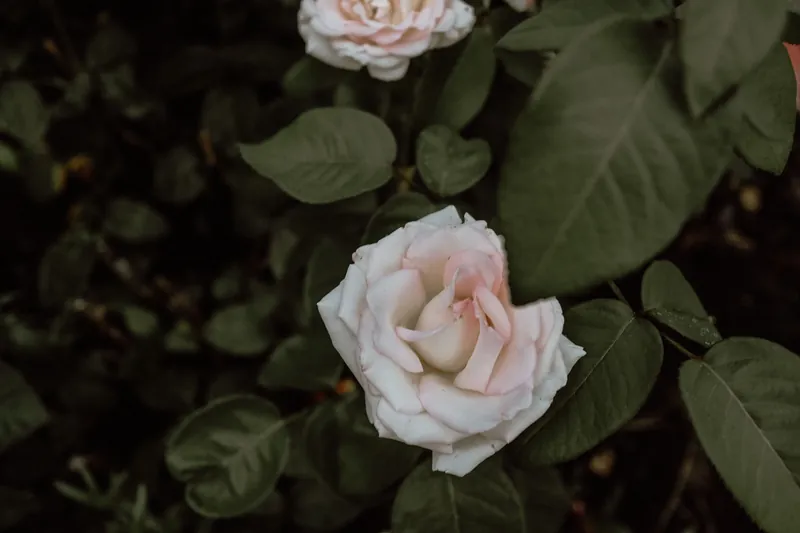 Exposition Park Rose Garden