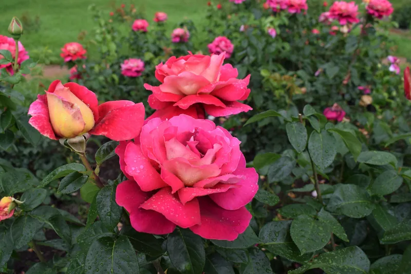 A close-up shot of vibrant pink roses with fresh morning dew in a lush garden setting.