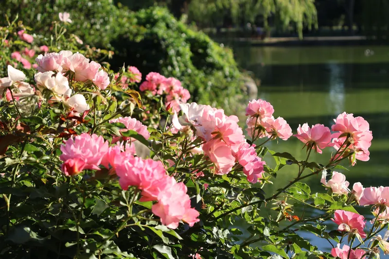 Close-up of vibrant pink roses blooming in sunlight by a serene pond in summer.