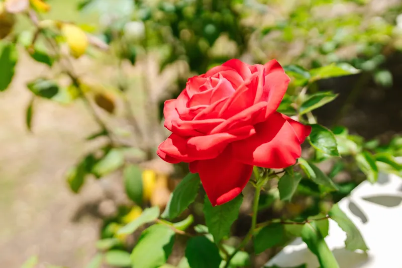 A beautiful close-up of a vibrant red rose in full bloom against a lush green background.