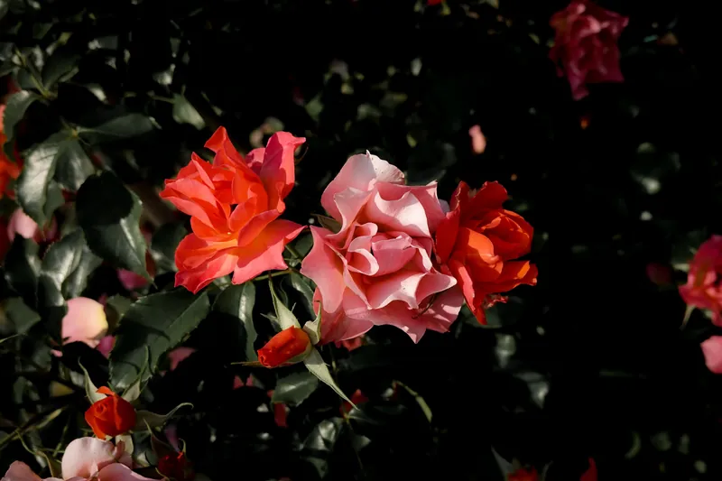 Close-up of vibrant roses in bloom surrounded by dark green leaves in natural lighting.