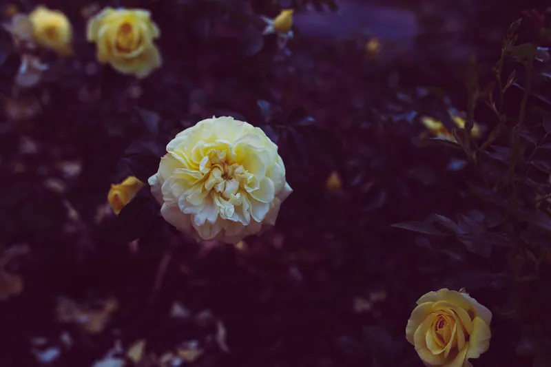 History of the Rose Garden