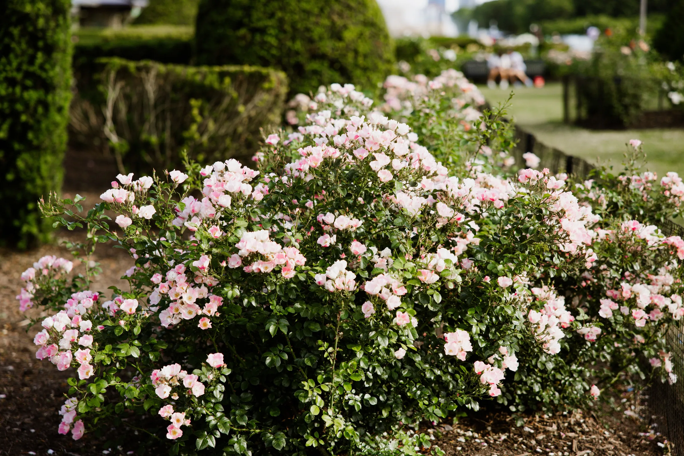 Exposition Park Rose Garden