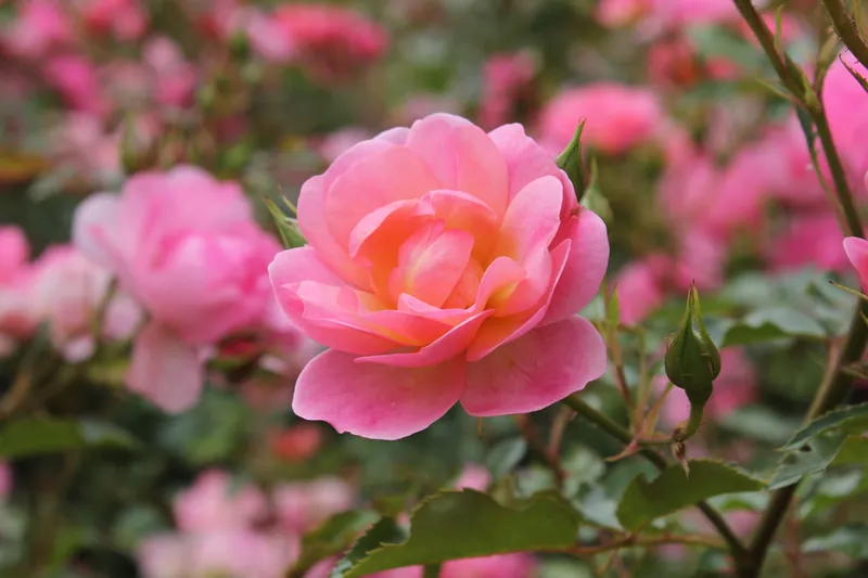 History of the Exposition Park Rose Garden