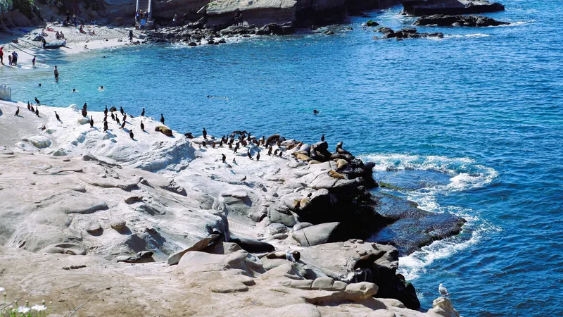 A scenic view of sea lions relaxing on the rocky coast at La Jolla Cove in San Diego.