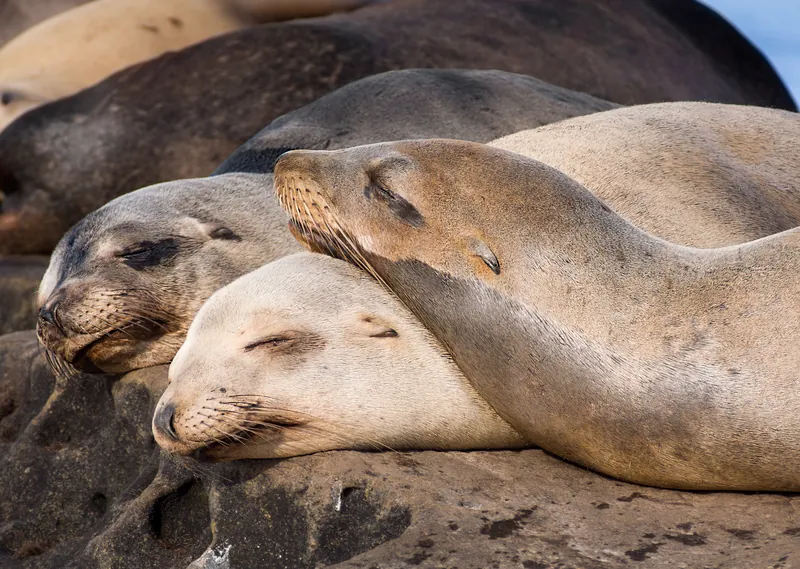 Proposed Access Changes at La Jolla Cove
