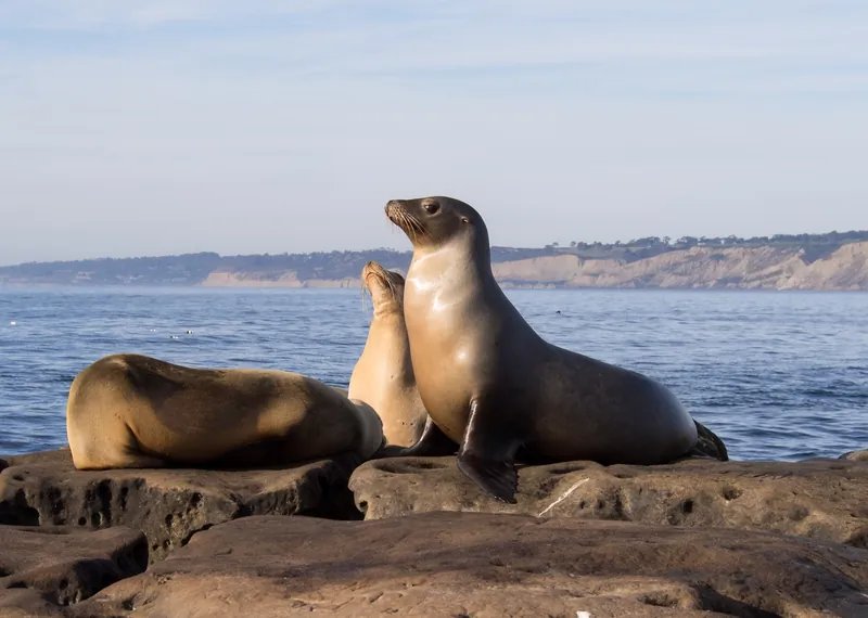 Wildlife and Caves of La Jolla Cove