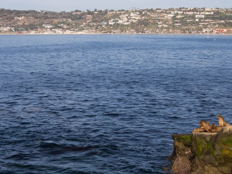 California sea lions (Zalophus californianus) in La Jolla (San Diego, California).