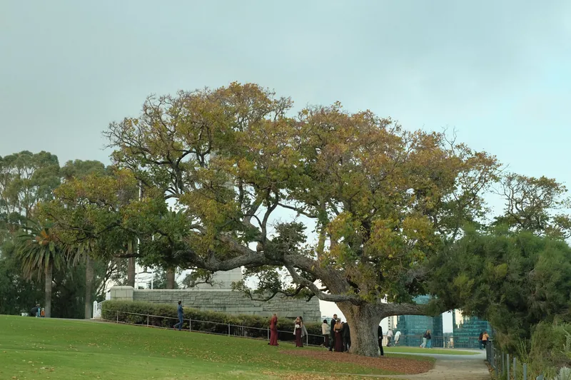 A large oak tree in a city park with people gathered underneath, showcasing nature in urban life.