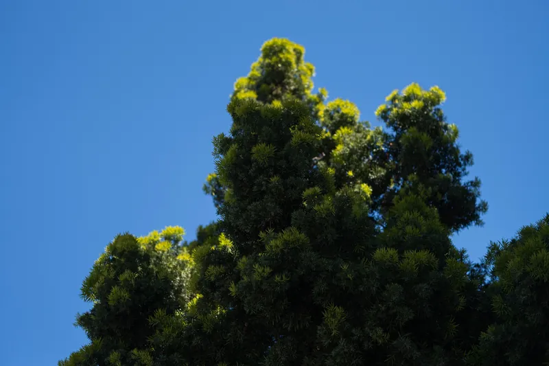 Low angle shot of green treetops against a clear blue sky in Los Angeles.