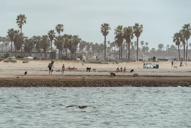 A lively beach scene at Mission Bay, San Diego, featuring people, dogs, and palm trees on a sunny day.