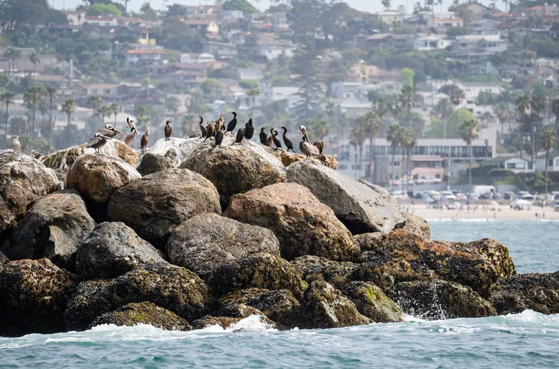 Seabirds perched on rocks by the ocean in San Diego with a coastal backdrop.
