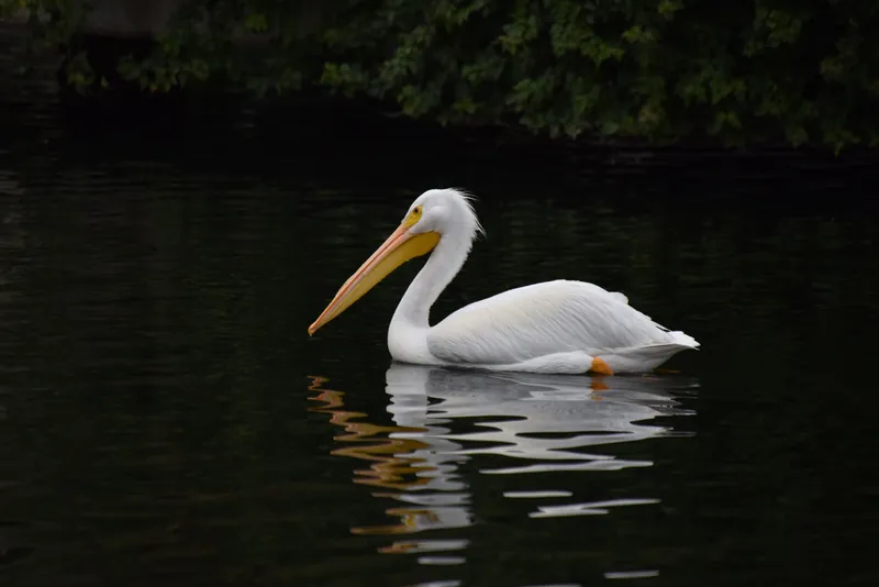 A majestic white pelican swimming on a tranquil lake surrounded by lush greenery in Los Angeles.