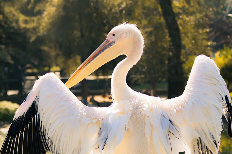 A beautiful white pelican with wings spread wide in a sunny outdoor setting.