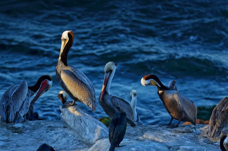 Group of brown pelicans perched on rocky shore against ocean backdrop.