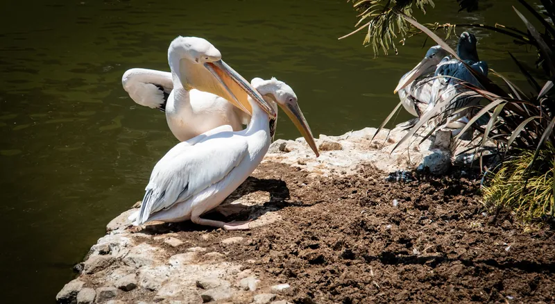 Pelican Cove Park Features and History