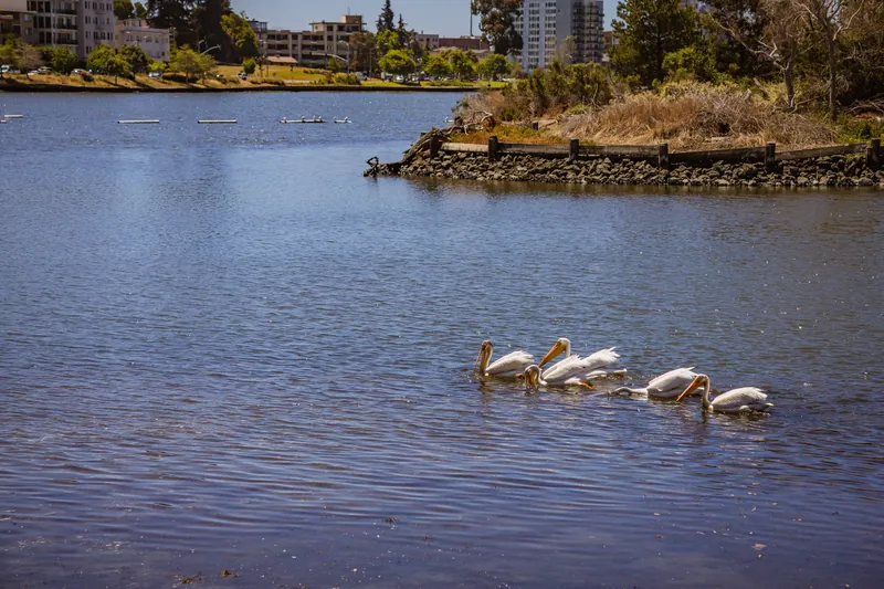 A group of white pelicans gracefully swim in a tranquil urban lake setting.