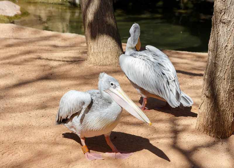 Pelican Cove Park Trail and Marine Protection