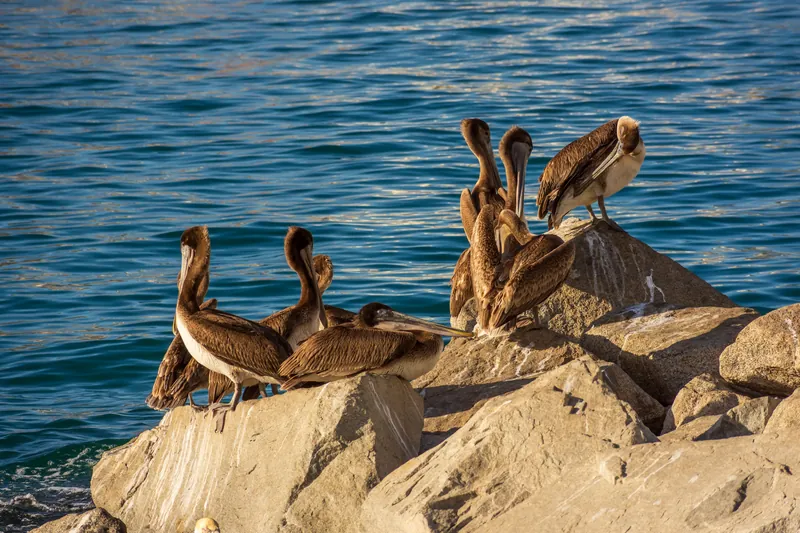 Several brown pelicans gather and perch on rocky shorelines with clear blue ocean waters.