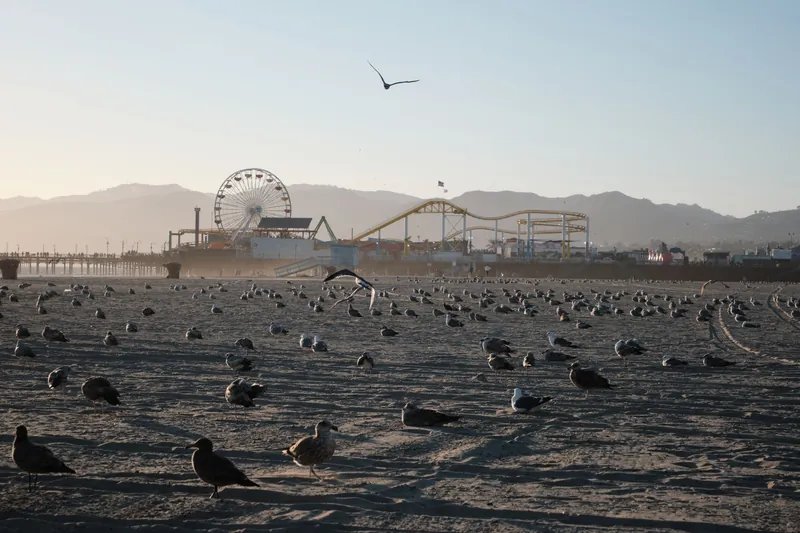 Scenic view of Santa Monica beach with ferris wheel, seagulls, and early morning light.