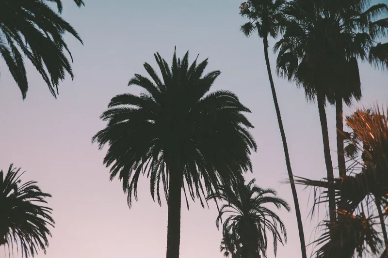 Silhouetted palm trees set against a vibrant Los Angeles sunset sky.