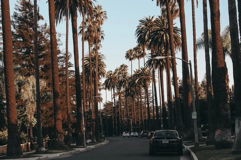 Beautiful palm-lined street in Beverly Hills at daytime, showcasing urban nature and iconic scenery.