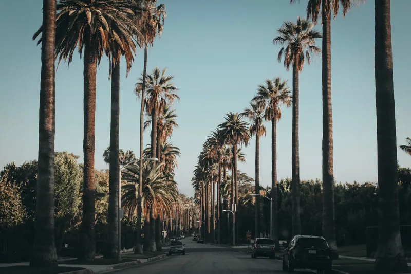 Palm trees and cars line a scenic street in Beverly Hills under a blue sky, showcasing urban beauty.