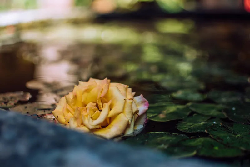 Yellow rose floating on lily pads in San Miguel de Allende pond.