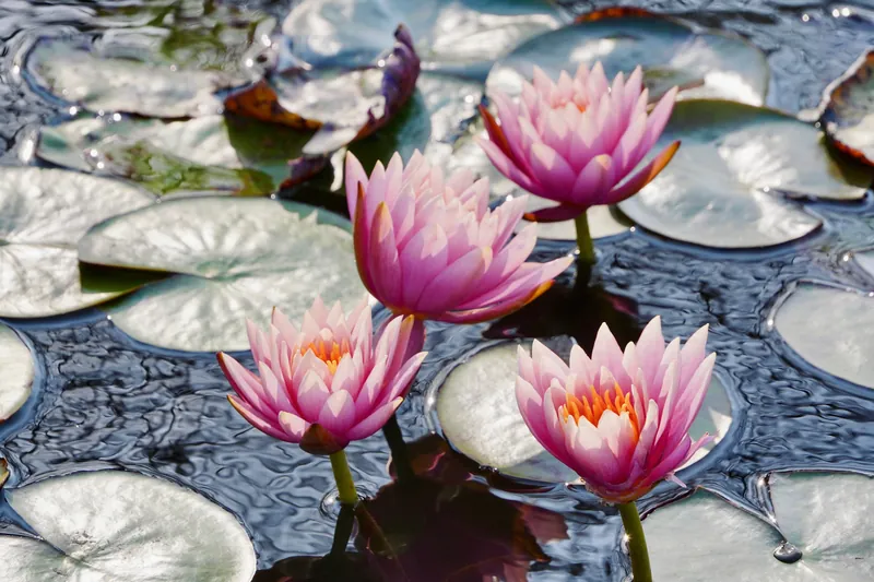 Stunning pink water lilies blooming on a serene pond with lily pads.