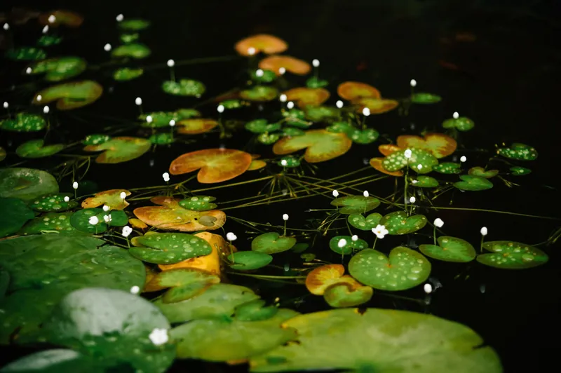 Botanical Building's History and Renovations
