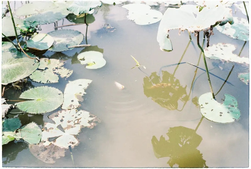 Photographing the Lily Pond's Shifting Light