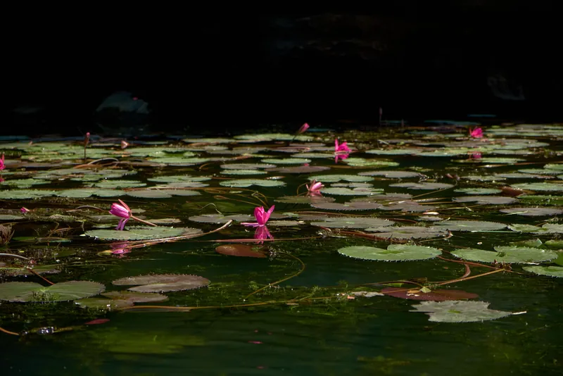 Serene image of pink lotus flowers blooming atop green lily pads in a tranquil pond.