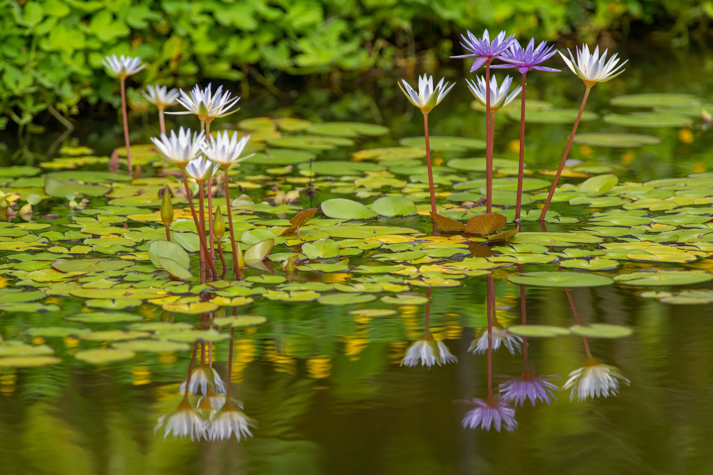 The Lily Pond