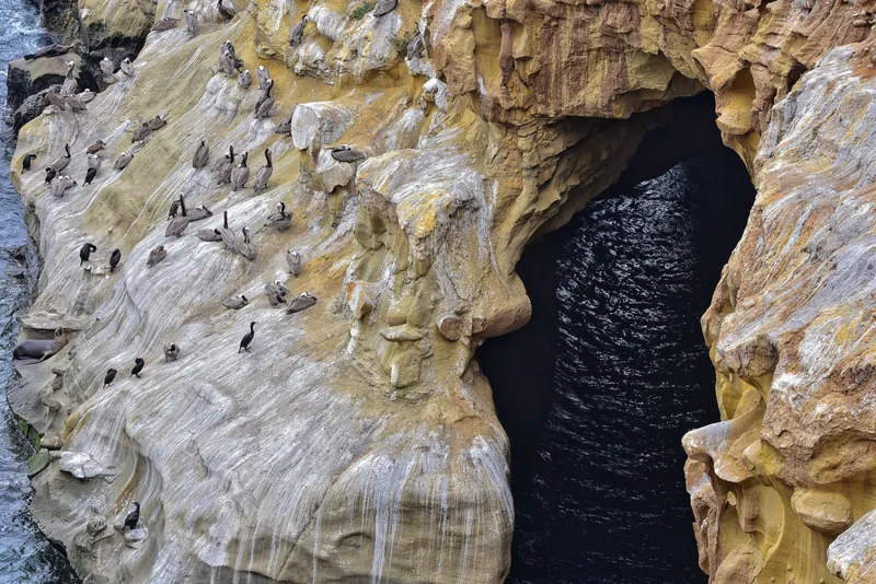 Wildlife including sea lions and cormorants on La Jolla caves in San Diego.