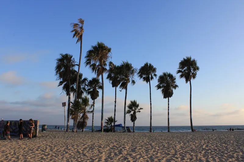 Beautiful beach scene with towering palm trees and golden sunset skies, perfect for vacations.