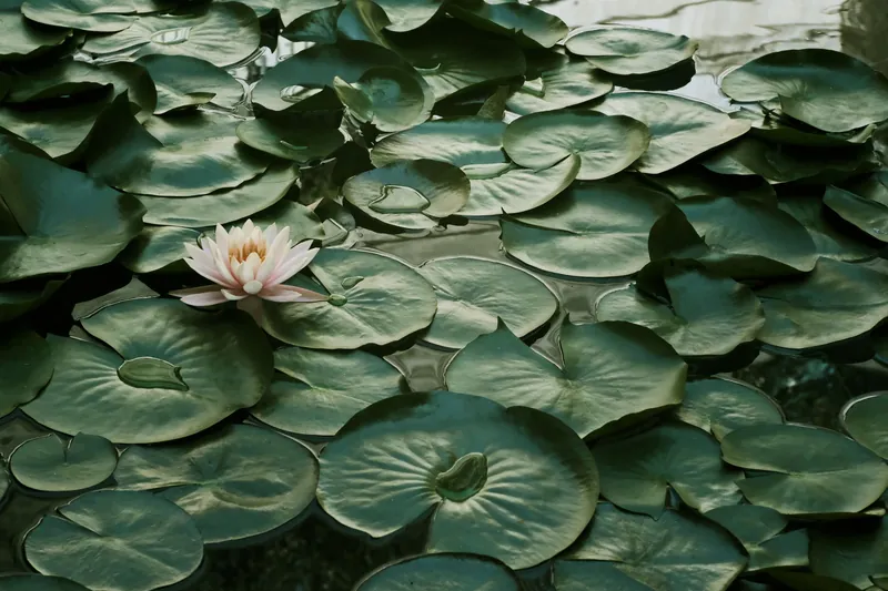 Peaceful lotus flower amidst lush green water lilies in a tranquil pond.
