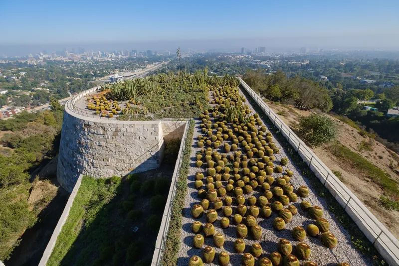 Cacti garden with urban skyline view, showcasing nature amidst city life.