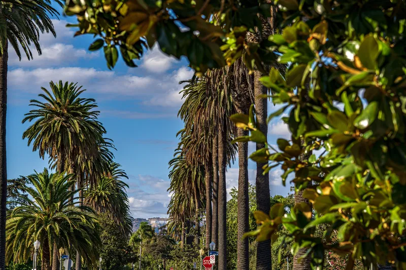 Palm trees line a sunny street in West Hollywood with the Hollywood Sign in the distance.